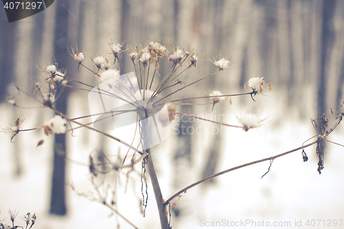 Image of White Wintry Wonderland