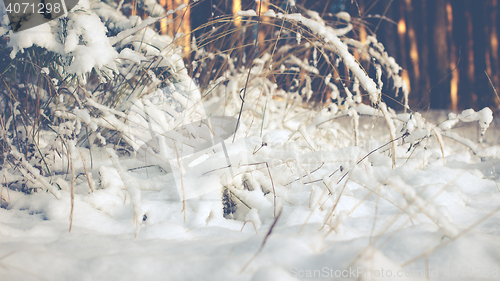 Image of White Wintry Wonderland