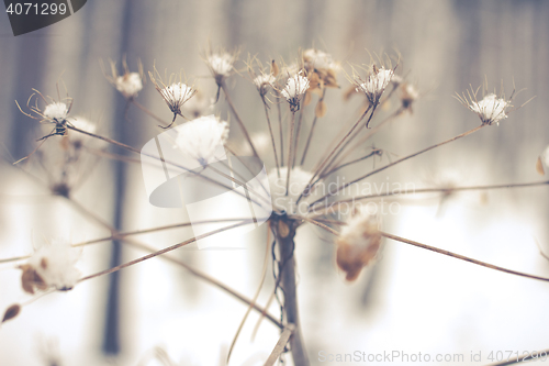 Image of White Wintry Wonderland