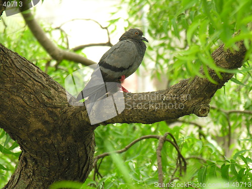 Image of pigeon balancing