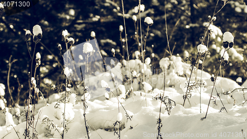 Image of White Wintry Wonderland