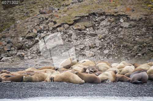 Image of Walruses on the beach