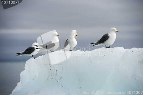 Image of Seagulls on the iceberg