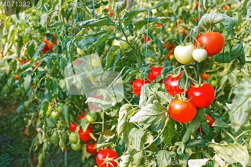 Image of Ripe red tomato fruits in greenhouse