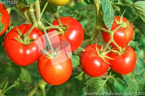 Image of Big ripe red tomato fruits close-up