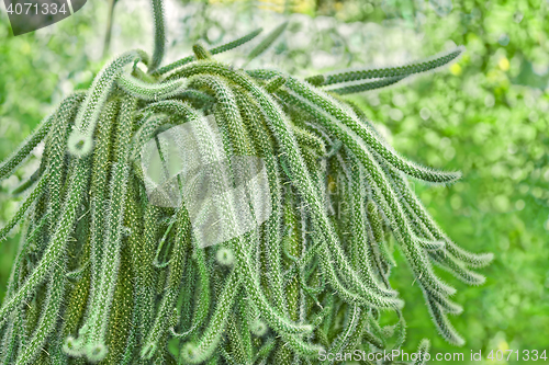 Image of Rat Tail Cactus in pot outdoors