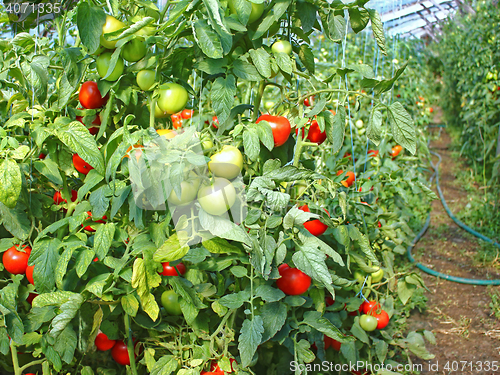 Image of Many ripe red tomato fruits in film greenhouse