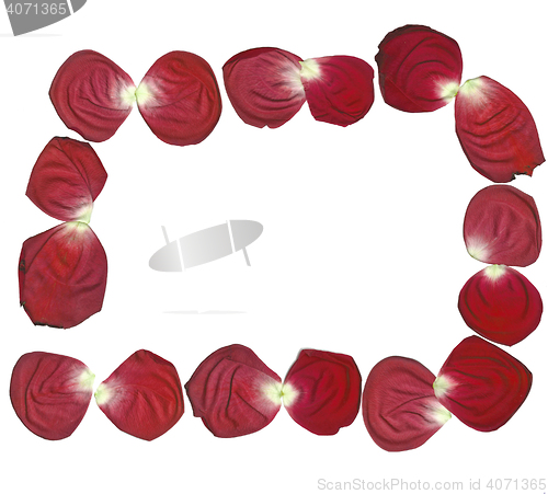 Image of rose petals 