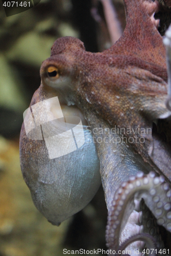 Image of octopus   (Octopoda) 