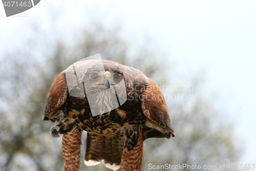 Image of Buzzard  (Buteo)