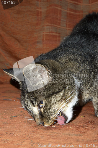 Image of Cat eating