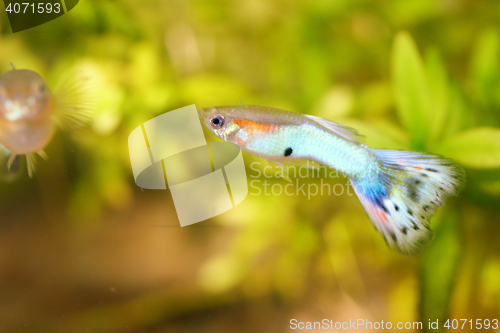 Image of Guppy   (Poecilia reticulata) 