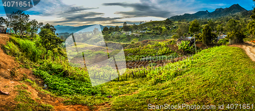 Image of Fields with harvest