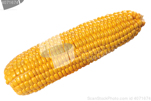 Image of corn isolated on white