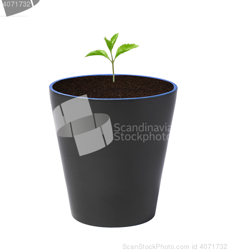 Image of Young plant in pot