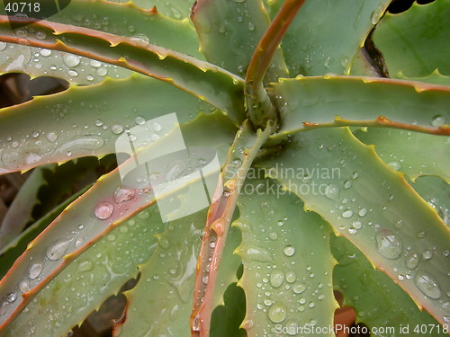 Image of Aloes