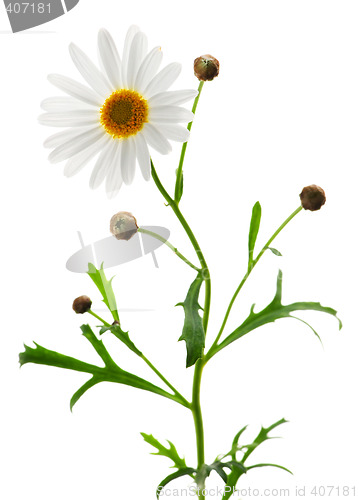 Image of Daisy on white background