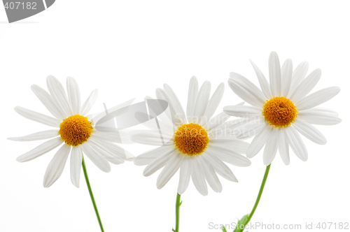 Image of Daisies on white background