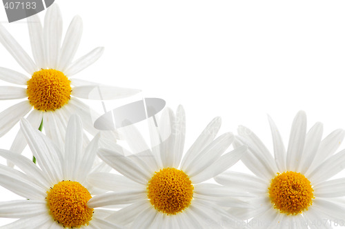 Image of Daisies on white background