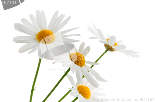 Image of Daisies on white background