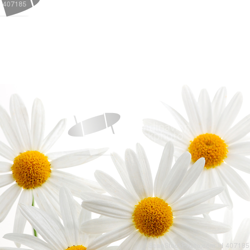 Image of Daisies on white background