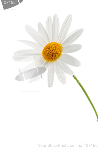 Image of Daisy on white background