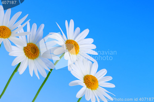 Image of Daisy flowers on blue background