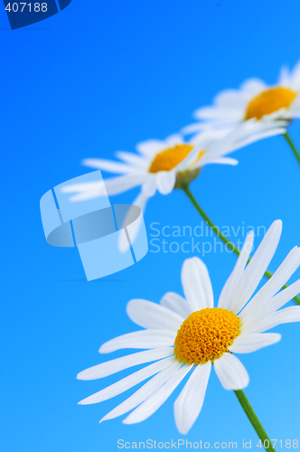 Image of Daisy flowers on blue background