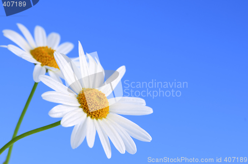 Image of Daisy flowers on blue background