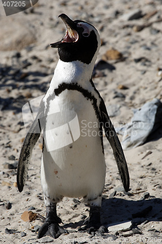 Image of african penguin spheniscus demersus