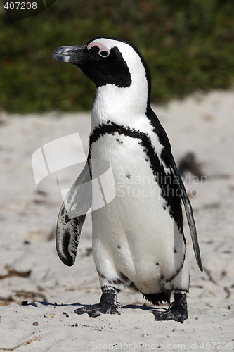 Image of african penguin spheniscus demersus