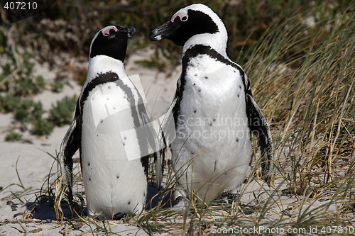 Image of african penguin spheniscus demersus