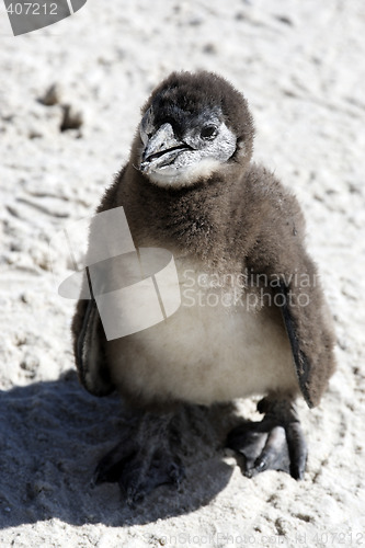 Image of african penguin spheniscus demersus