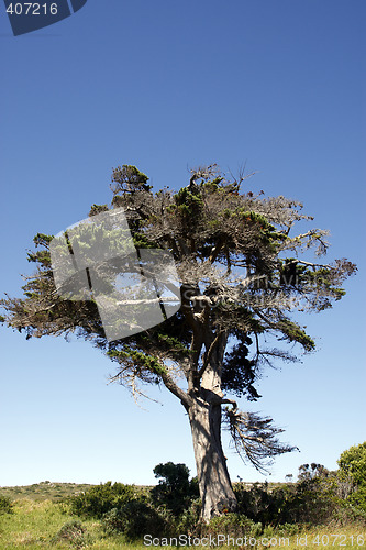 Image of african tree