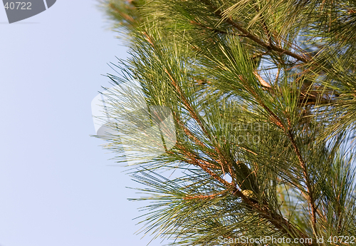 Image of Pine-tree branch