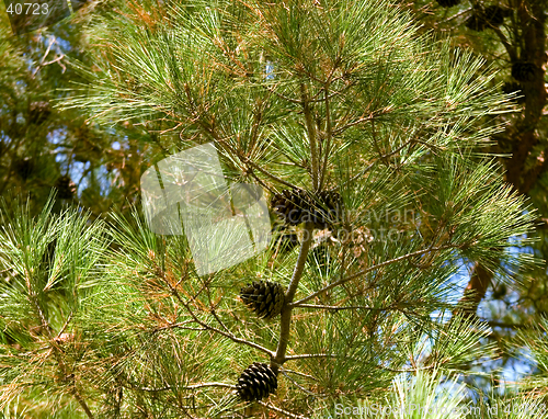 Image of Pine-tree branch