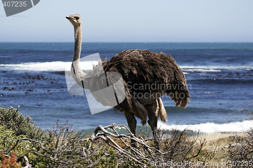 Image of southern ostrich struthio camelus