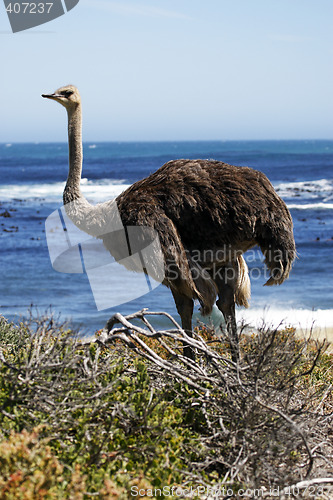 Image of southern ostrich struthio camelus