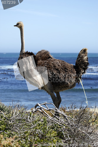 Image of southern ostrich struthio camelus