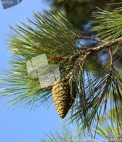 Image of Pine-tree branch