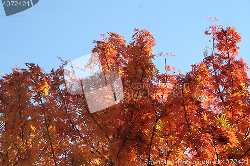 Image of Autumn colors