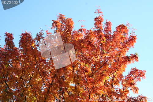 Image of Autumn colors