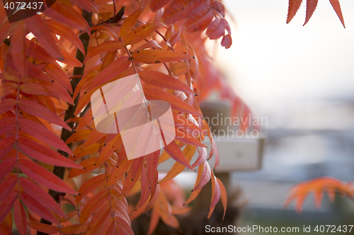 Image of Autumn Leafs