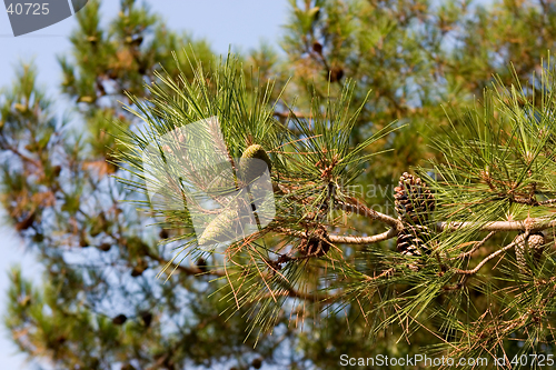 Image of Pine-tree branch