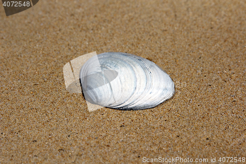 Image of Sea shells on sand. Summer beach background. 