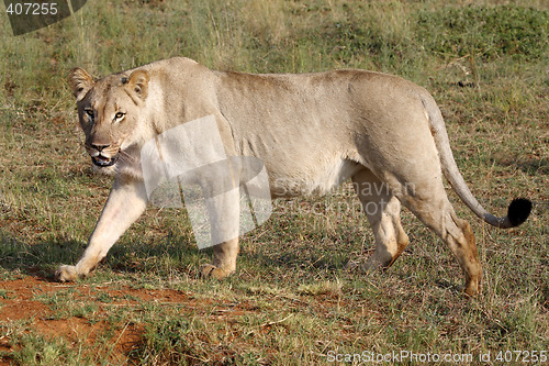 Image of female lion