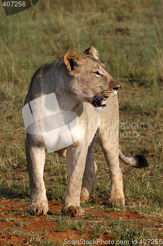 Image of female lion