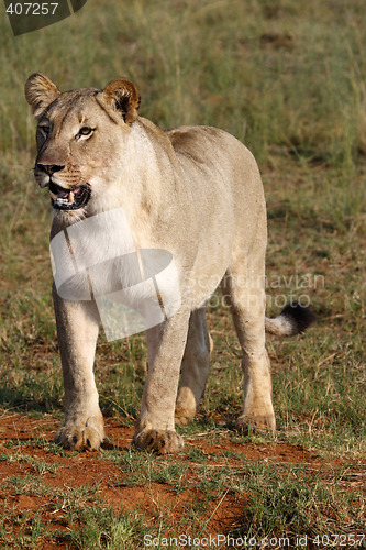 Image of female lion