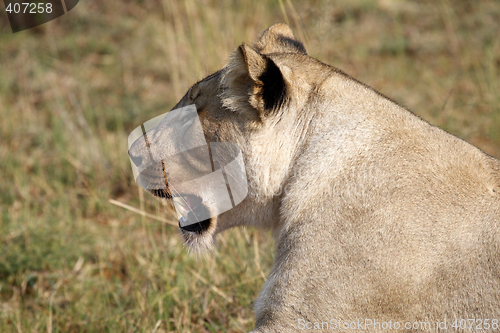 Image of female lion