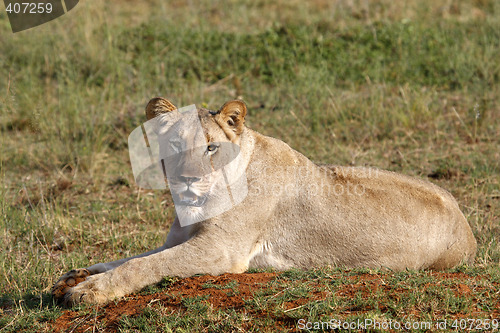 Image of female lion